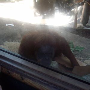 Orangutan at Oregon Zoo