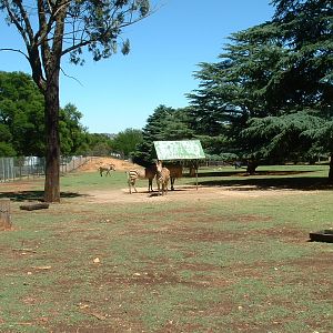 Johannesburg Zoo - Oct 2011