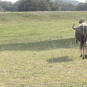 Eastern White-Bearded Wildebeest