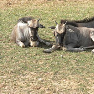 Eastern White-Bearded Wildebeest