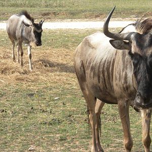 Eastern White-Bearded Wildebeest