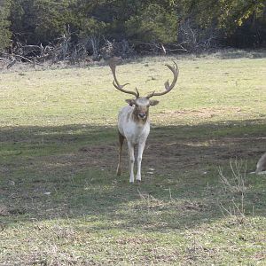 Fallow Deer