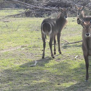 Common Waterbuck