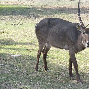 Common Waterbuck