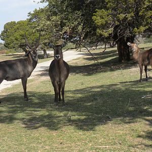 Common Waterbuck