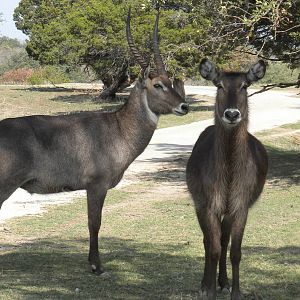 Common Waterbuck