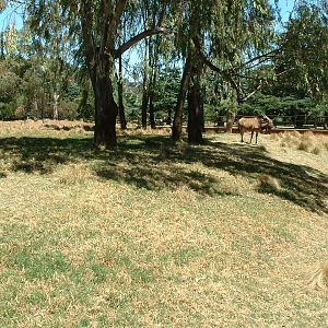 Johannesburg Zoo - Oct 2011