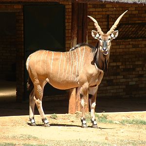Johannesburg Zoo - Oct 2011
