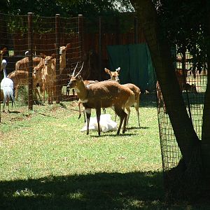 Johannesburg Zoo - Oct 2011