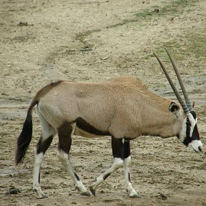 gemsbok