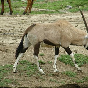 gemsbok