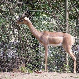 gerenuk