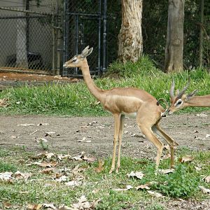 gerenuk