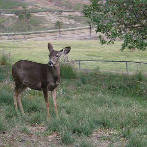 mule deer