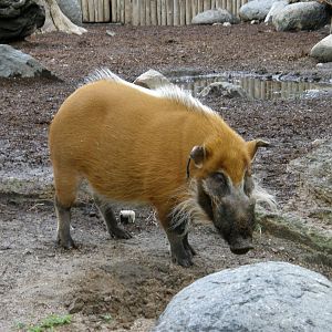 red river hog