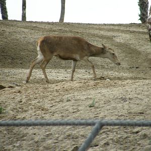 barbary deer