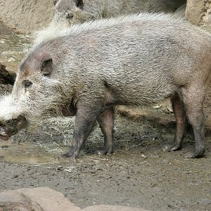 bearded pig