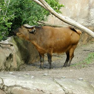 forest buffalo