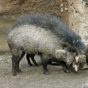 visayan warty pig