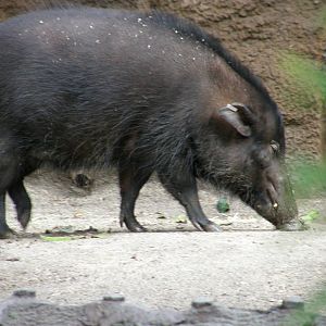 san_diego_2009_set_2_265