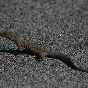 juvenile Heath Monitor (Varanus rosenbergi)