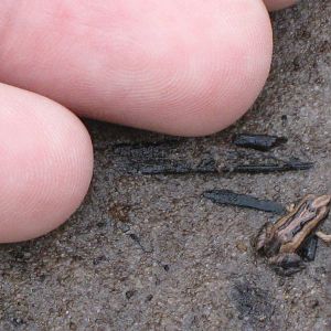 juvenile froglet