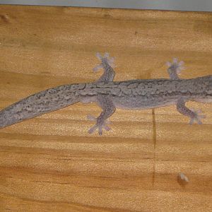 reticulated velvet gecko (Oedura reticulata)