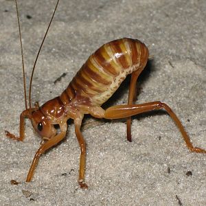 ground cricket laying eggs in sand