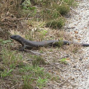 Kings skink (Egernia kingii)