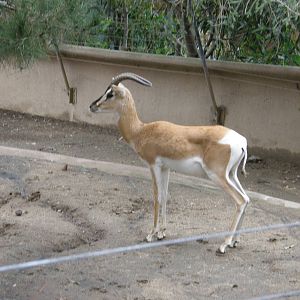 soemmering gazelle