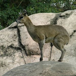 klipspringer