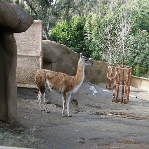 guanaco