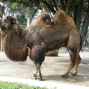 bactrian camel