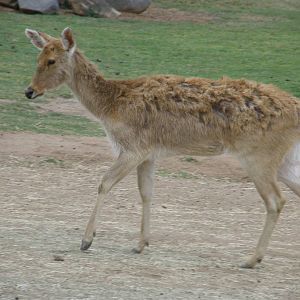 barasingha
