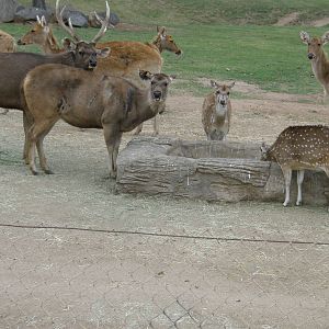 sambar and others