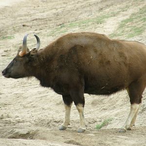 gaur