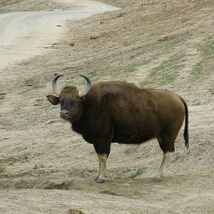 gaur