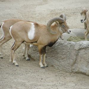 armenian mouflon