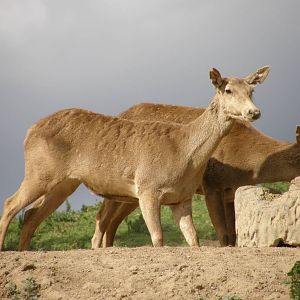 barbary deer