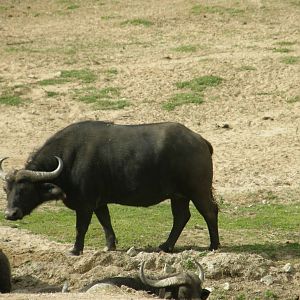 cape buffalo