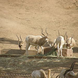 addax