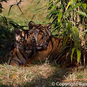 Sumatran Tiger Cubs (24-10-2011)