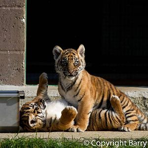 Sumatran Tiger Cubs (24-10-2011)