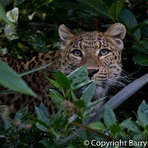 North Chinese leopard (24-10-2011)