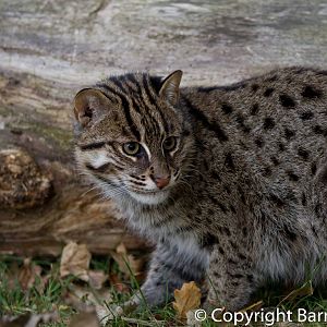 Fishing Cat  (24-10-2011)