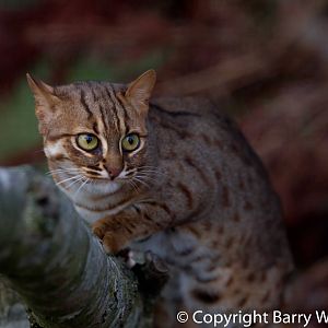 Rusty spotted cat  (24-10-2011)