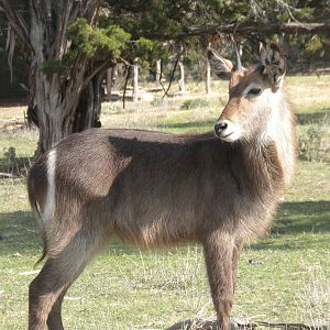 Common Waterbuck