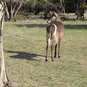 Common Waterbuck