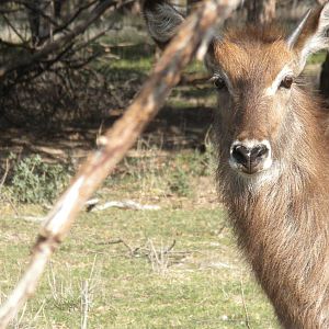 Common Waterbuck