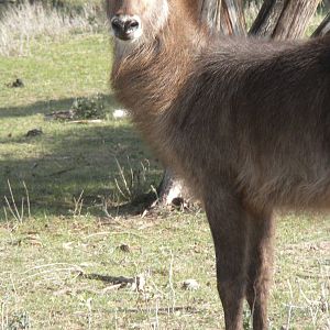Common Waterbuck
